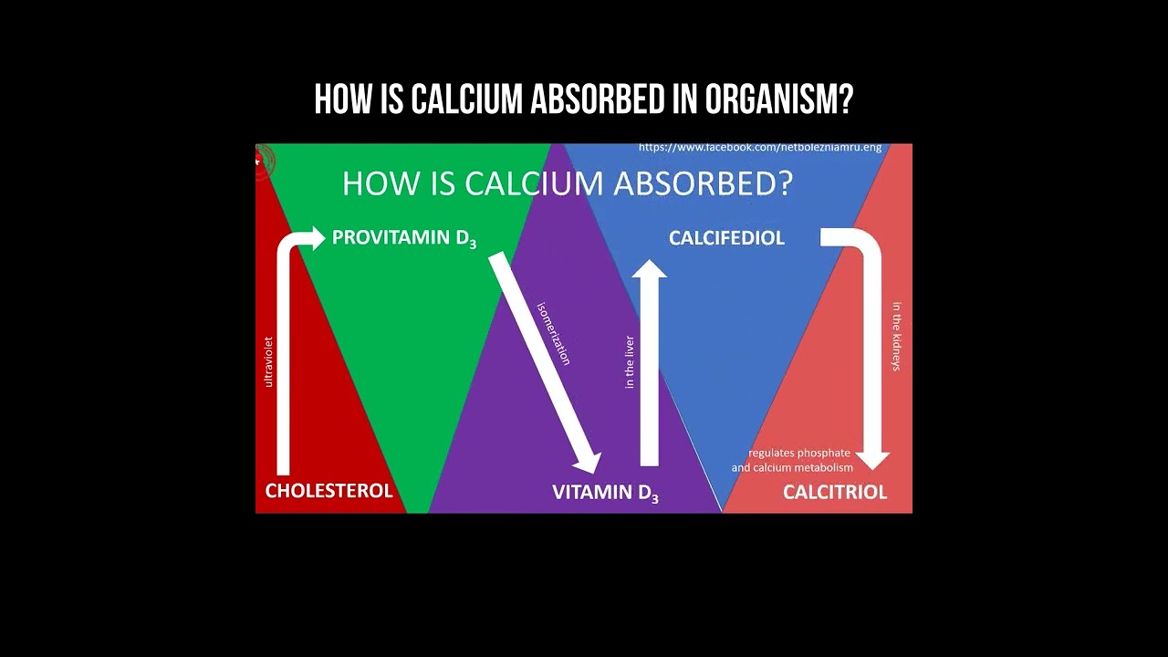 How is calcium absorbed in organism? #calcium #vitamind