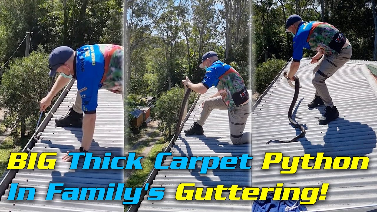 BIG Thick Carpet Python In Family's Guttering!