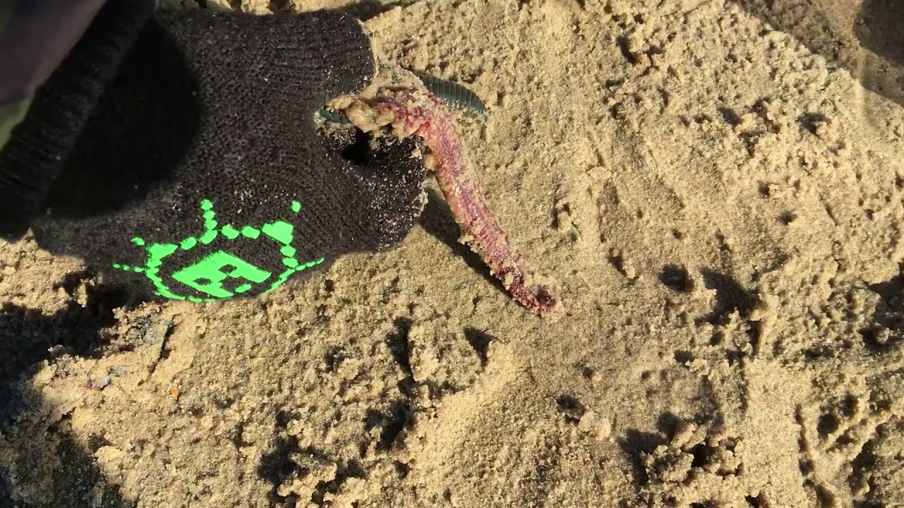 Giant Bobbit worm catch along the Dutch coast