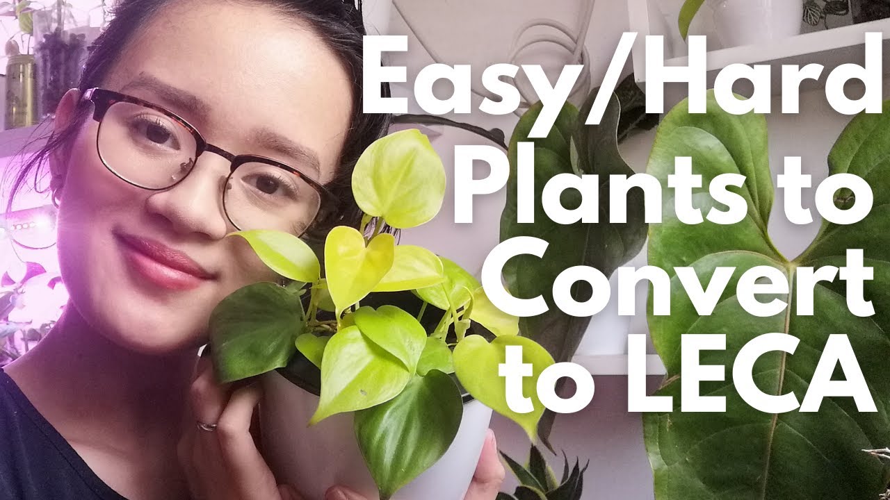 5 Easiest and Most Difficult Plants to Convert to LECA / Passive Hydroponics