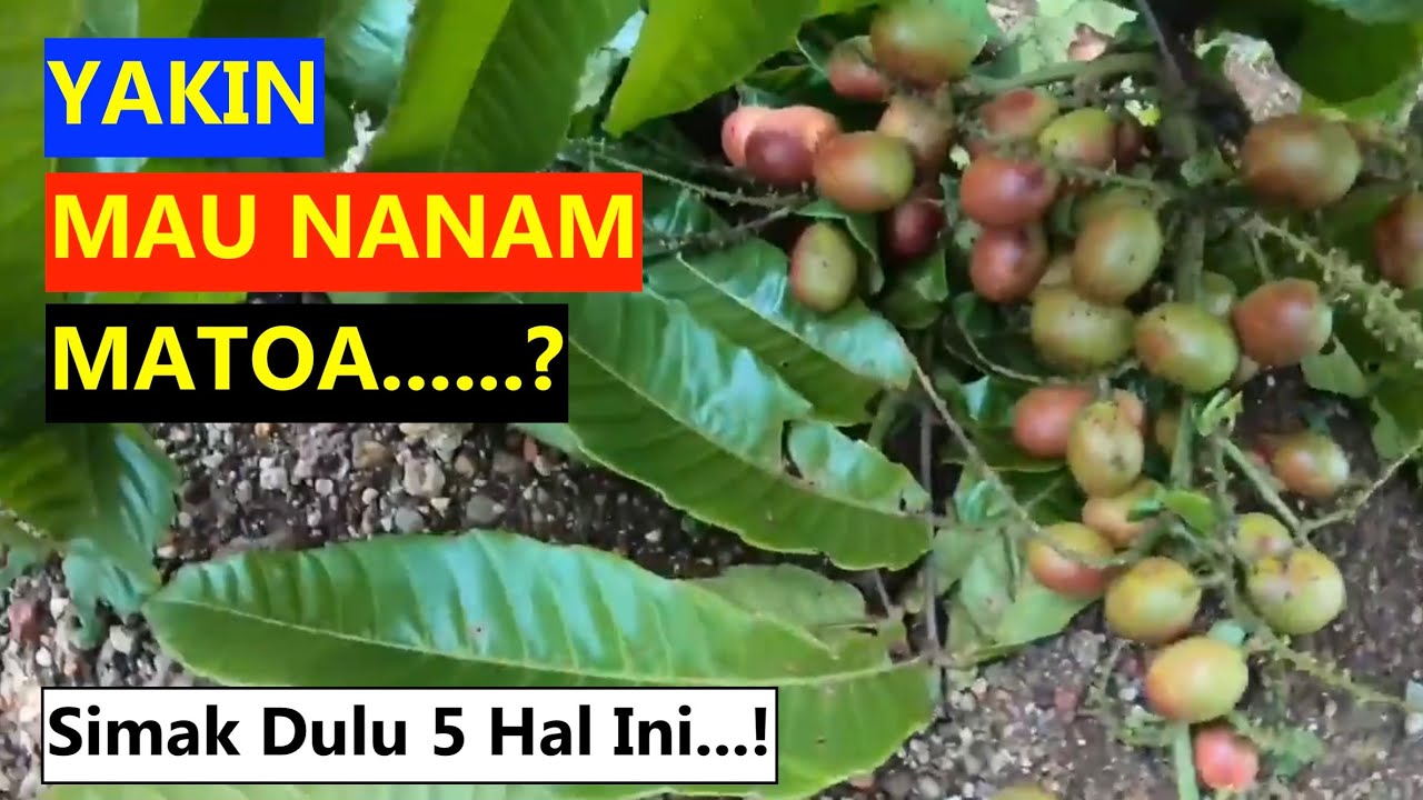 5 HAL YANG HARUS DIPERHATIKAN SEBELUM MENANAM MATOA