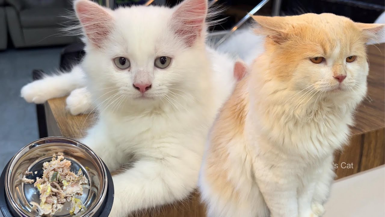 Namma veetu cats🐈kulam naan ippadithaan food kudupen😍 shasha chinchu fvt food