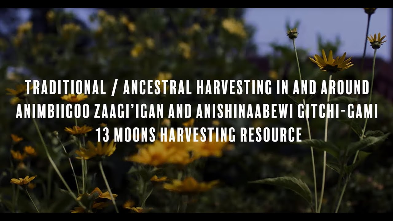 Traditional Harvesting/13 Moons: Introduction & Teachings