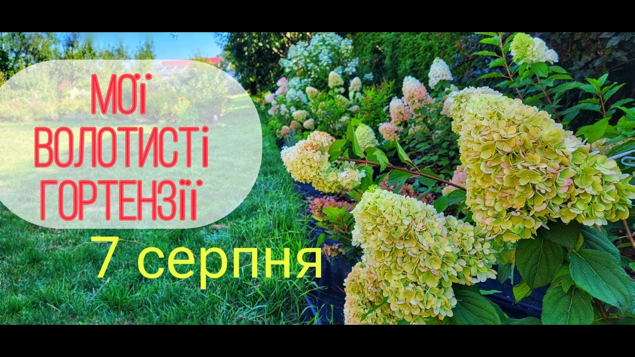 30+ сортів квітучої волотистої гортензії,  огляд  7 серпня #DesorSad