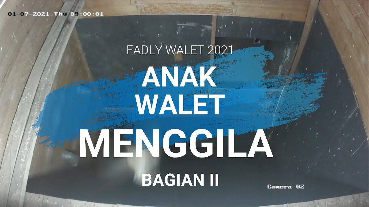 Anak Walet 2021 Walet Muda Terpikat Suara Ini...