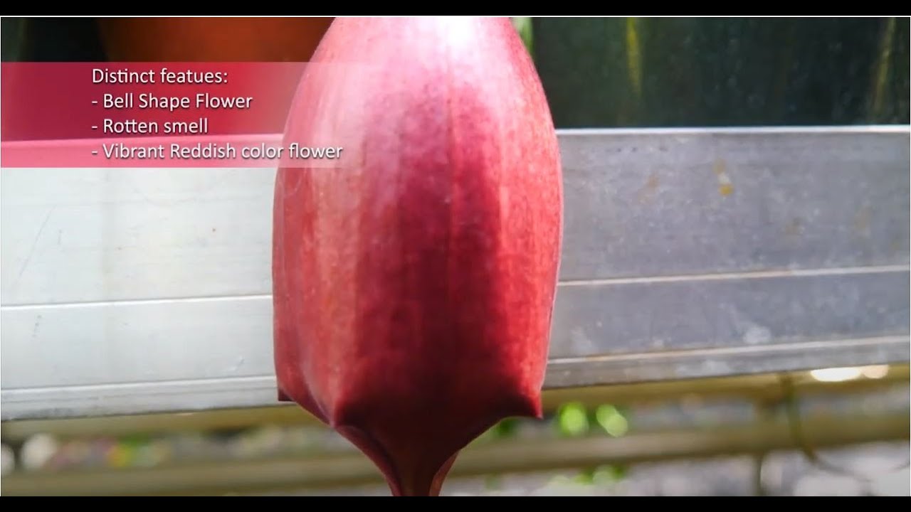 Weird Plant of the Month: Carrion Flower (Stapelia leendertziae)