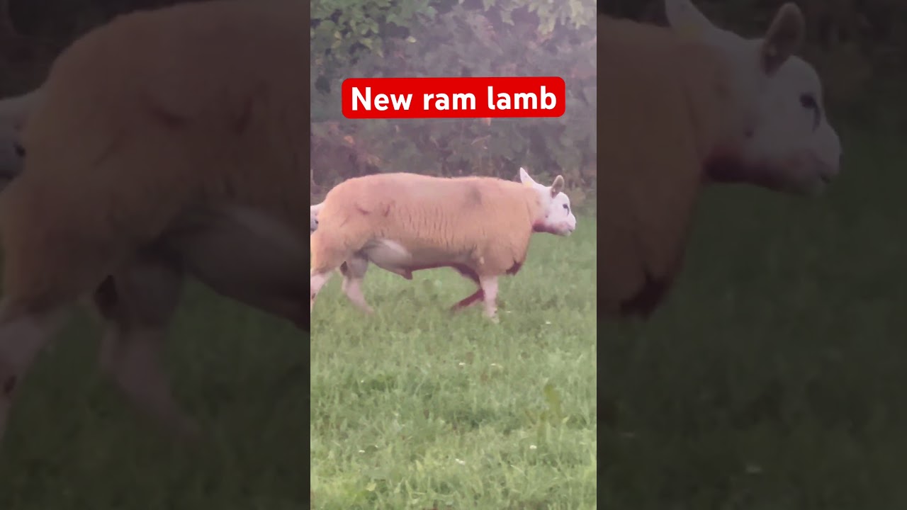 We got a new texel ram lamb there a good price this year.