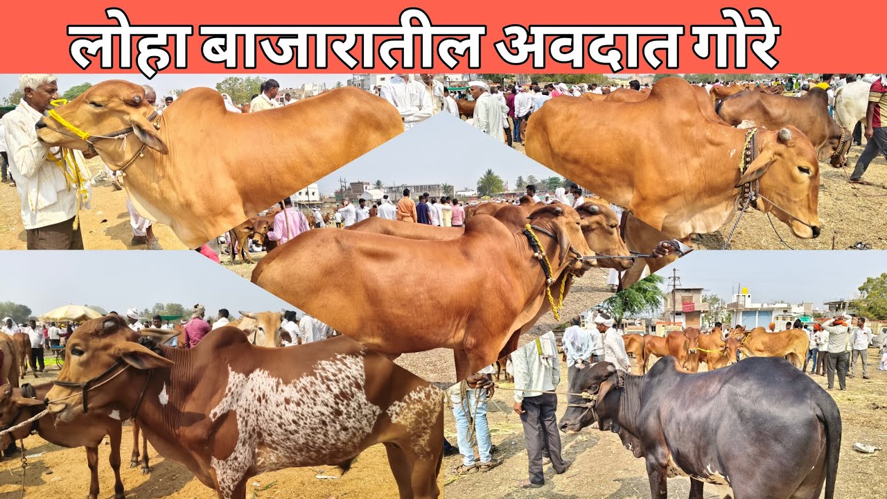 दि.17 फेब्रुवारी 2026 !! लोहा बाजारातील अवदात गोरे जील्हा नांदेड 