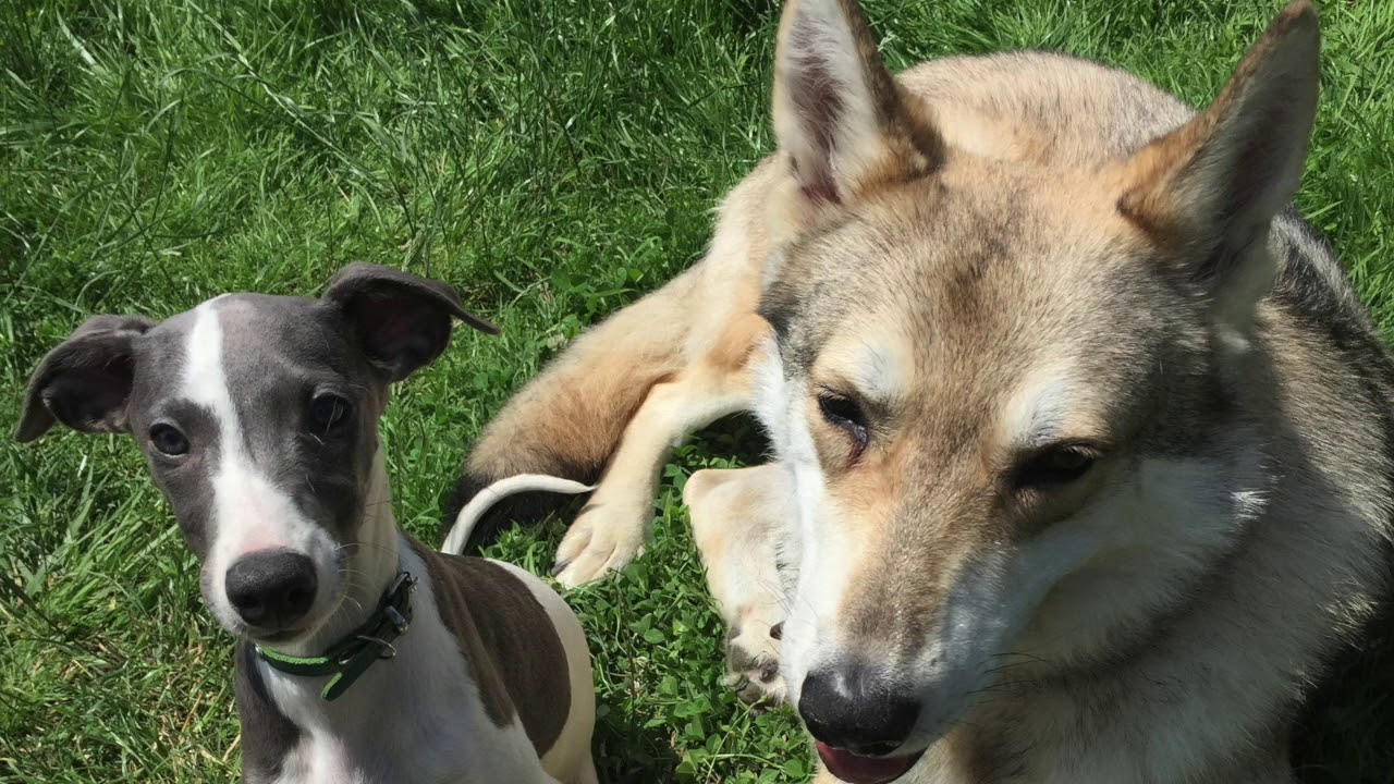 chien loup de saarloos. tout savoir sur le chien loup de saarloos