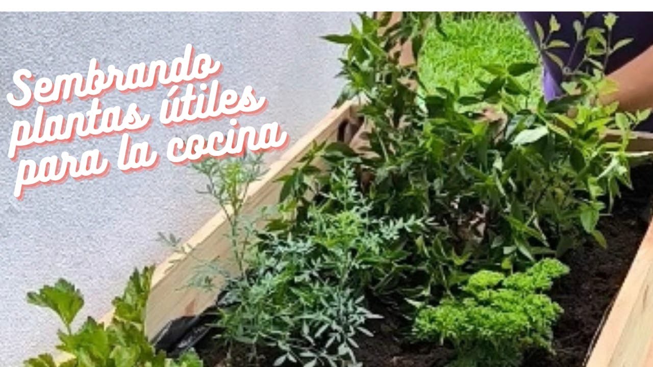 PLANTAS UTILES PARA LA COCINA