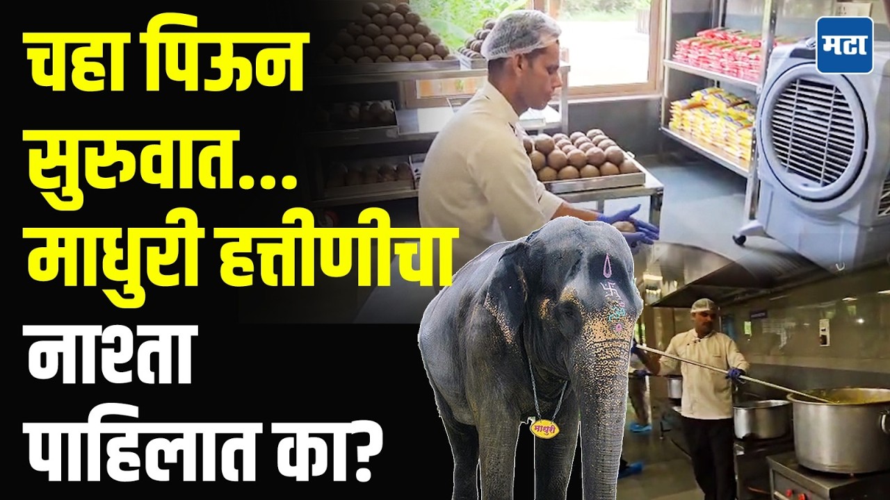 Mahadevi Elephant Meal : चहा, रग्गी लाडू ते खिचडी… माधुरीला रोज खास मेजवानी; वनतारामधील किचनची सफर!