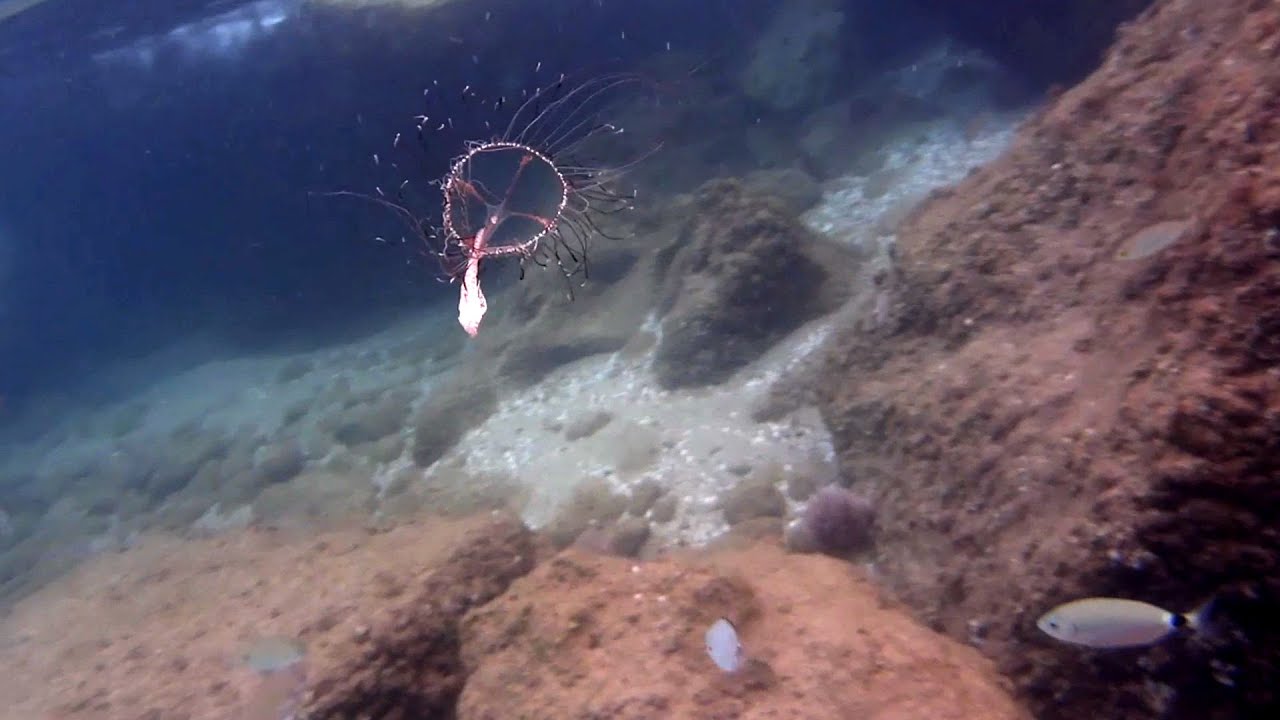 &Mu;&Epsilon;&Delta;&Omicron;&Upsilon;&Sigma;&Alpha; OLINDIAS MUELLERI ( PHOSPHORICA) -CIGAR JELLYFISH-MEDUSA OLINDIA -HYDROZOANS