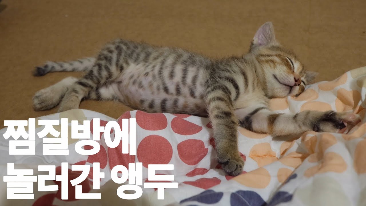(Eng)🍒찜질방에 놀러간 아기고양이 앵두