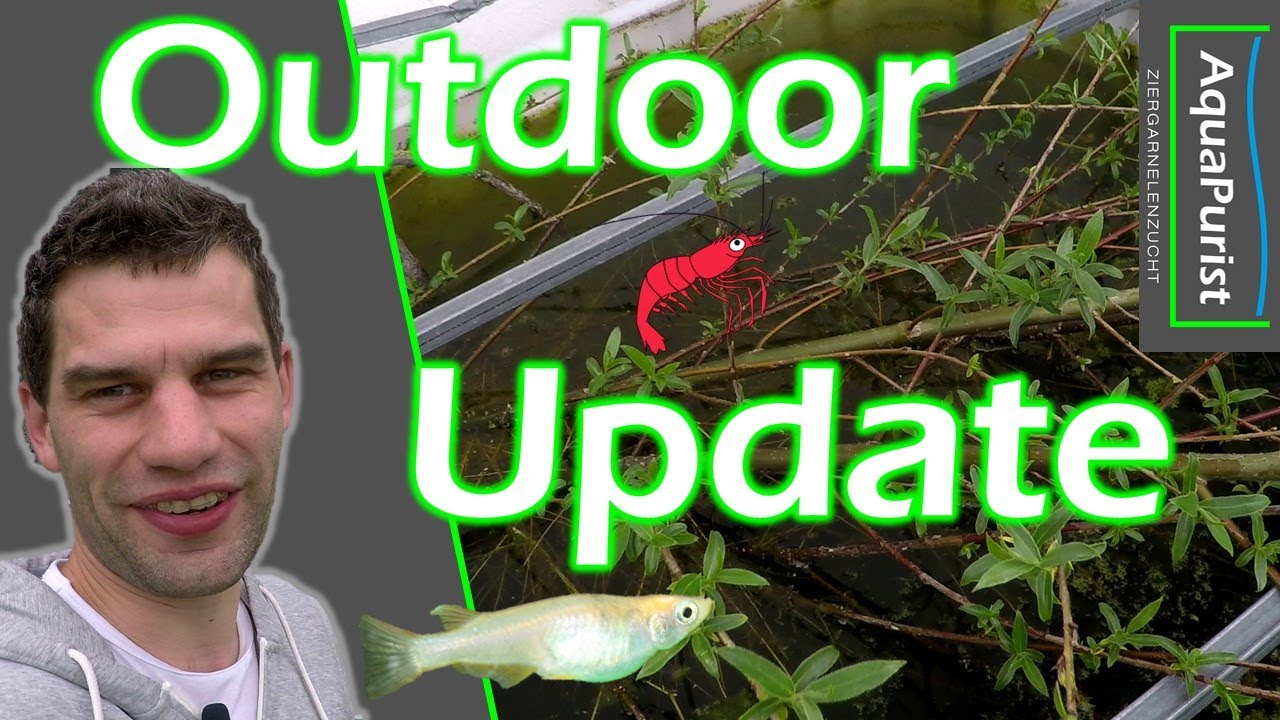 Outdoor Update - Garnelen, Medaka, Kardinalfische, Kaudis alle IBCs im Juni 2021