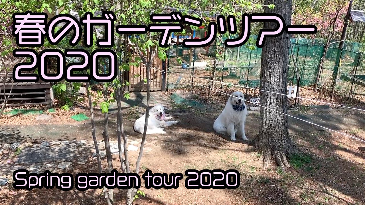 【ルンルンの裏庭】お父さんの春のガーデンツアー 2020