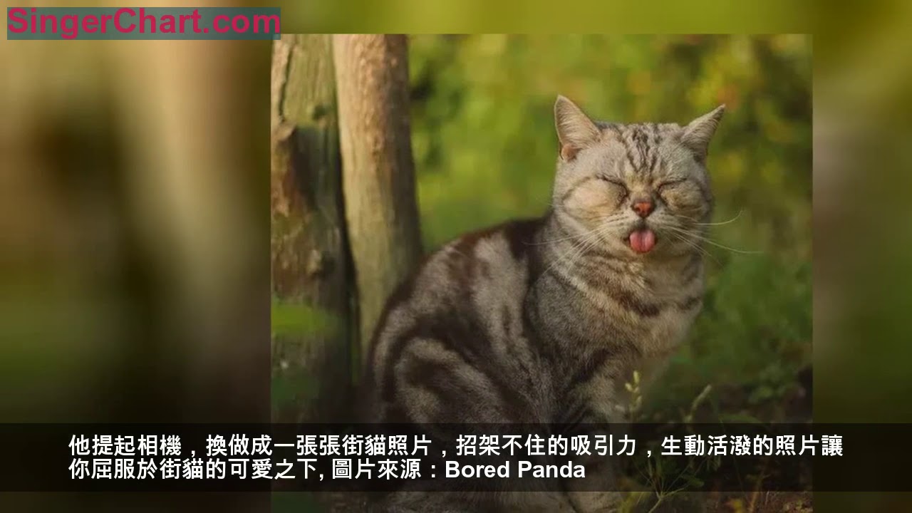 貓奴注意！街貓攝影捕捉最自然的貓咪日常