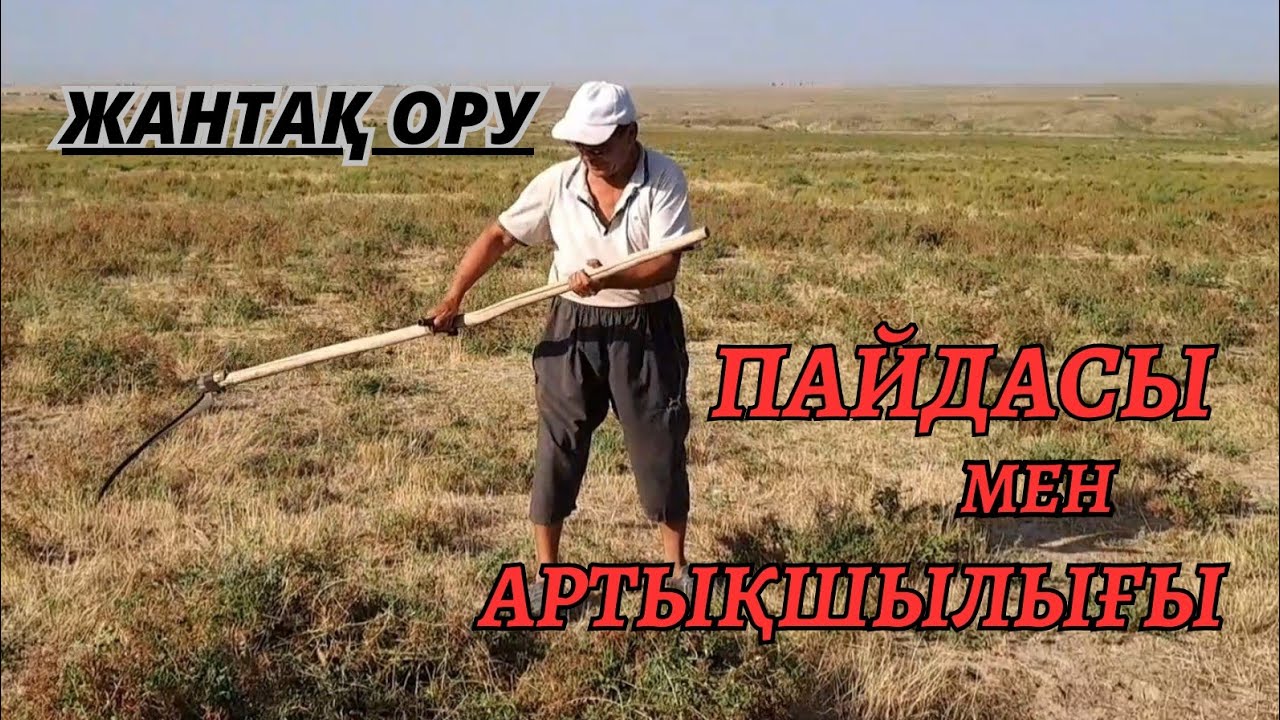 Болат ағамыздың кеңестері. Жантақ жинау