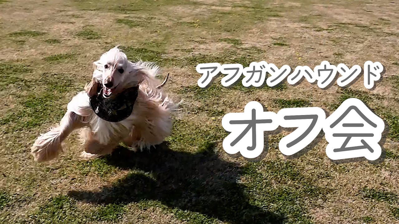 オフ会に参加してきた【アフガンハウンド】　#アフガンハウンド　#犬