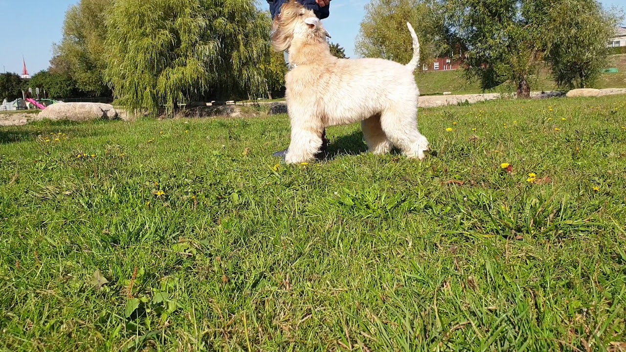 soft coated wheaten terrier training