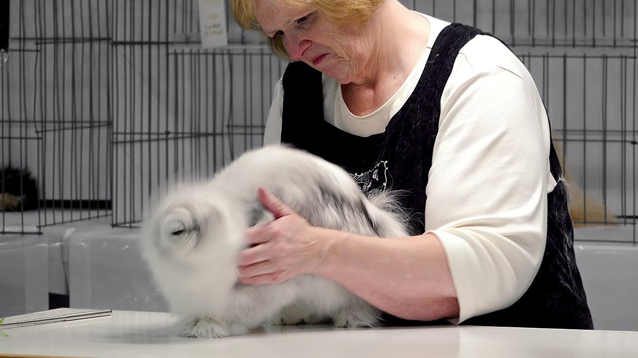 CFA International Cat Show 2017 - Championship Silver Persians