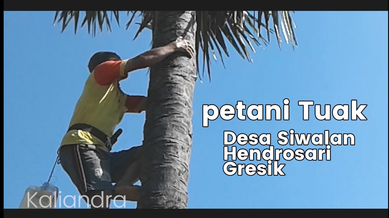 Panen minuman Tuak dari pohon siwalan (lontar) di Hendrosari Gresik