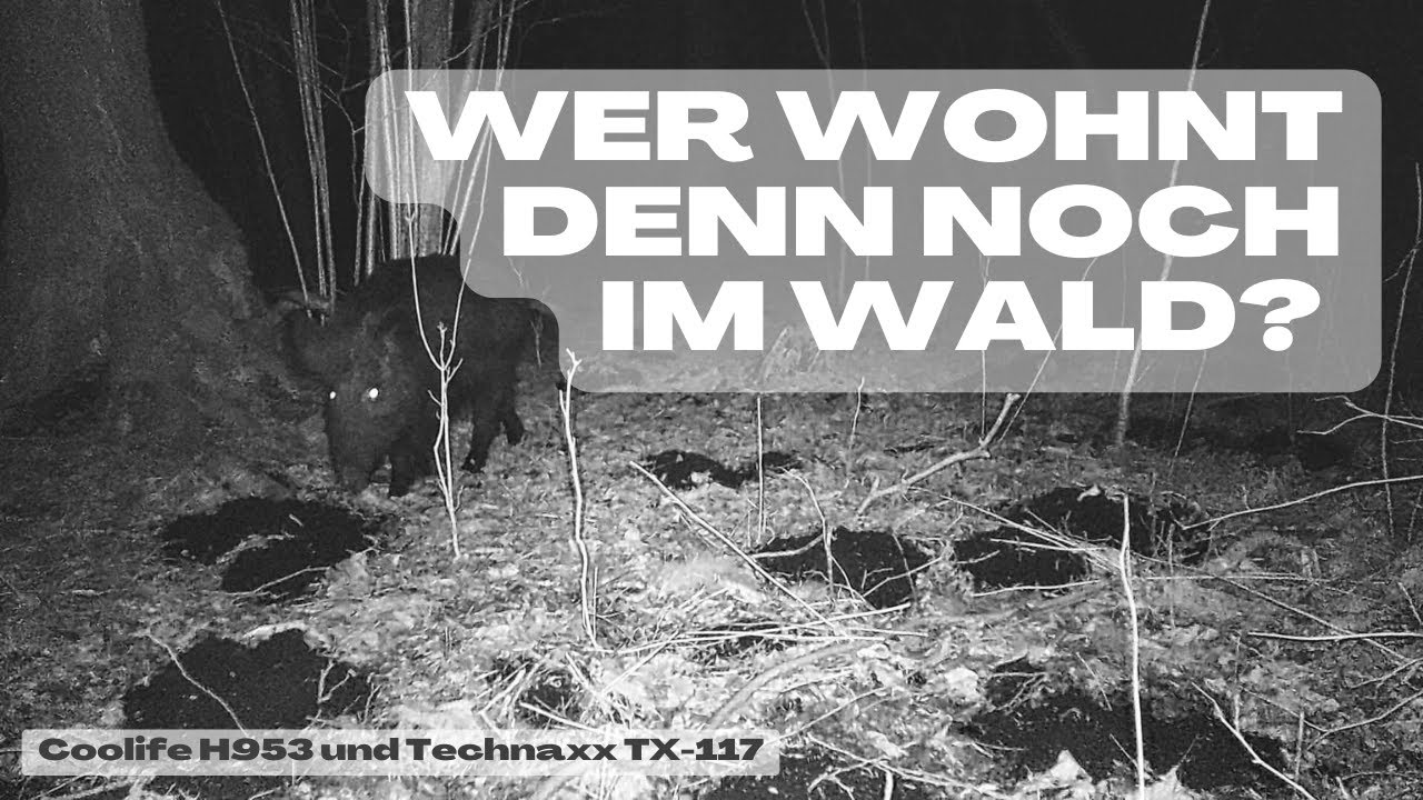 Wer wohnt denn noch im Wald? - Coolife H953 und Technaxx TX-117 - Wildbeobachtung