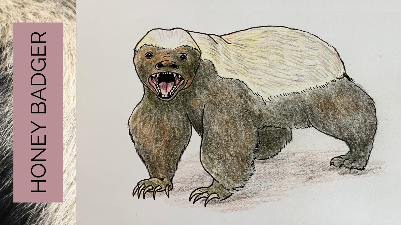 How I drew this ferocious HONEY BADGER