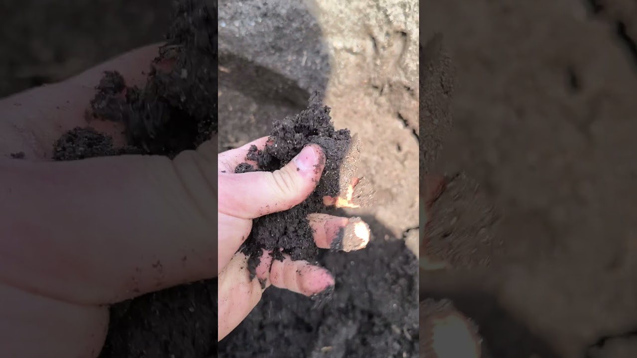 czarne złoto w moich rękach 🥰#soil #permaculture #garden #vegetables
