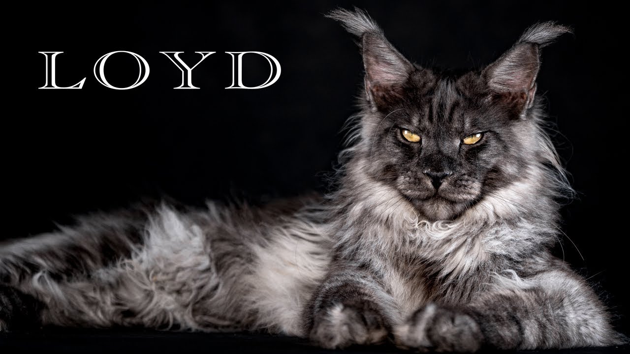 Maine Coon's Future Star | Meet Loyd
