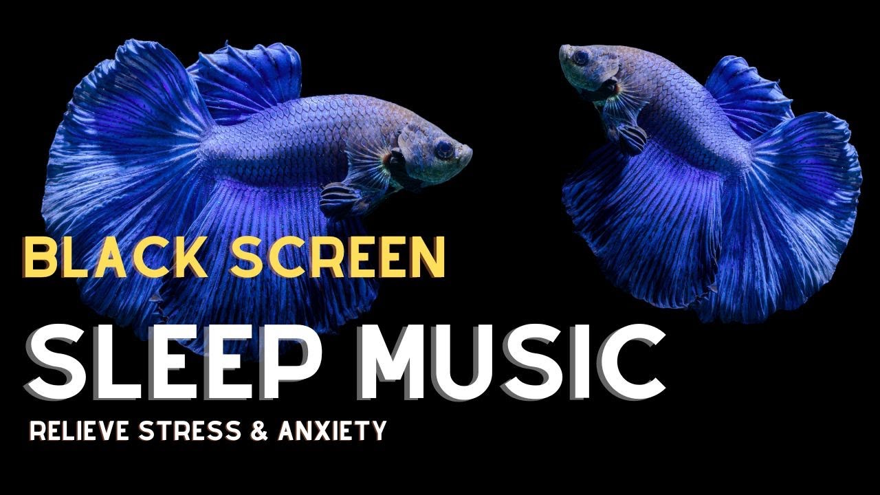 🟣BLACK SCREEN SLEEP MUSIC | BLUE SIAMESE BETTA FISH | RELIEVE STRESS & ANXIETY