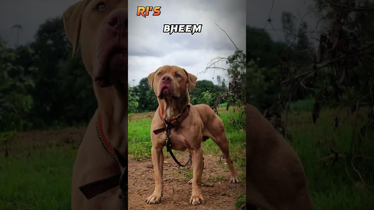 R1's New Boy Bheem #Pittbull lover's