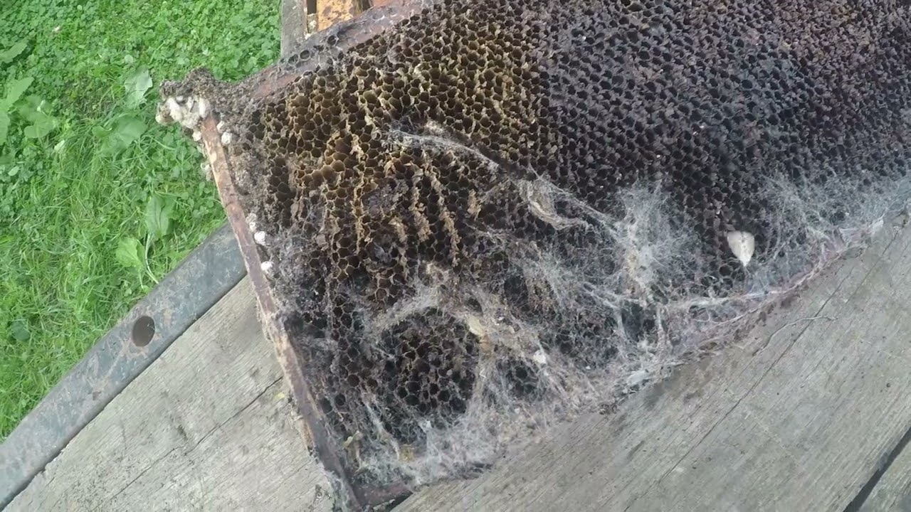 Pesticide Impacts on Bees