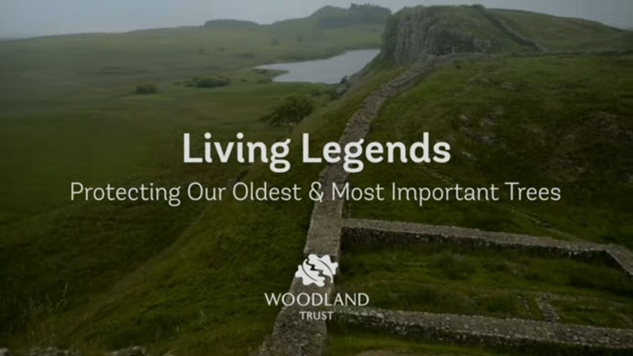 Protecting our Living Legends: A Legacy Beyond the Sycamore Gap