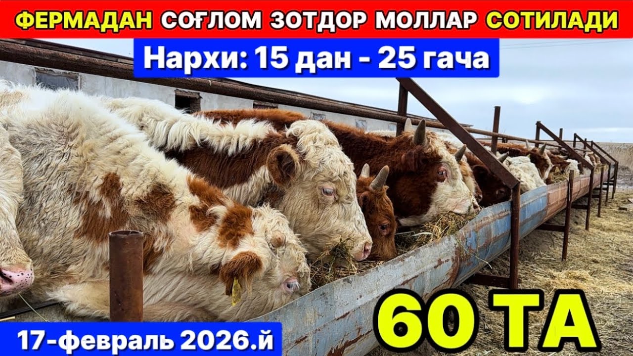 ФЕРМАДАН СОҒЛОМ ЗОТДОР МОЛЛАР СОТИЛАДИ  17-февраля 2026 г.