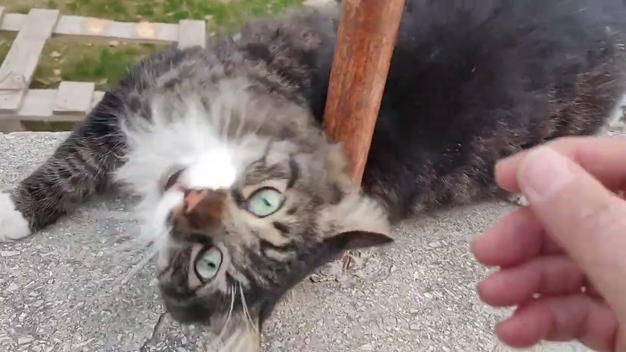 Şirin güzel kedi cat katze