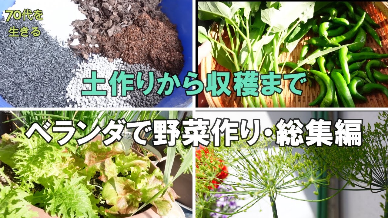 【70代を生きるNo.250】ベランダで野菜作りの方必見！／土作りから収穫まで、ベランダ菜園の一年間の総集編／78歳の日々の暮らし