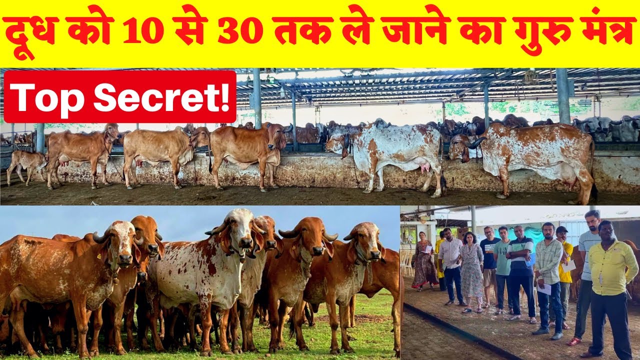 Gir breed milk increase and development | गीर गायों का नस्ल संवर्धन और दूध में वृद्धि एवं विकास