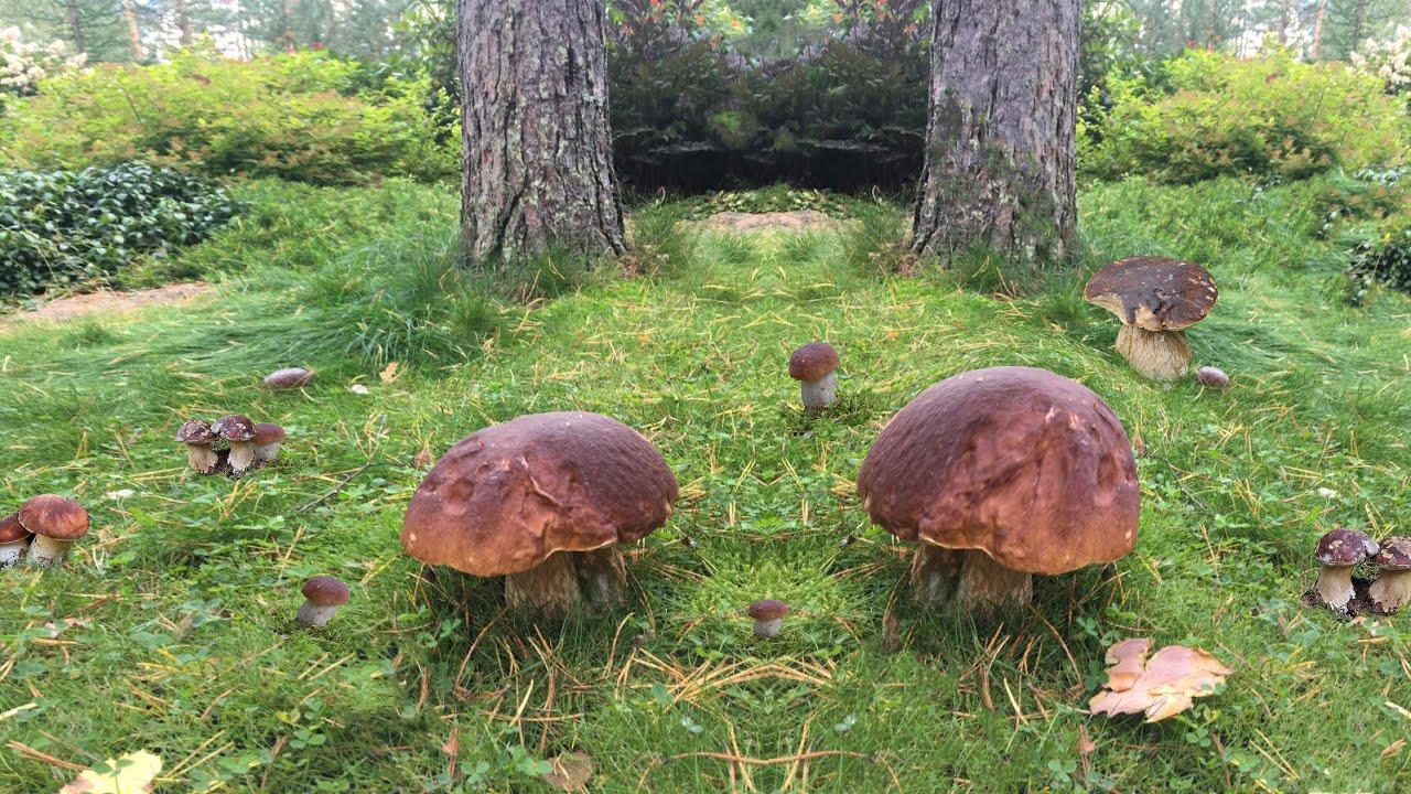 bosco con funghi porcini nell'autunno del 2022