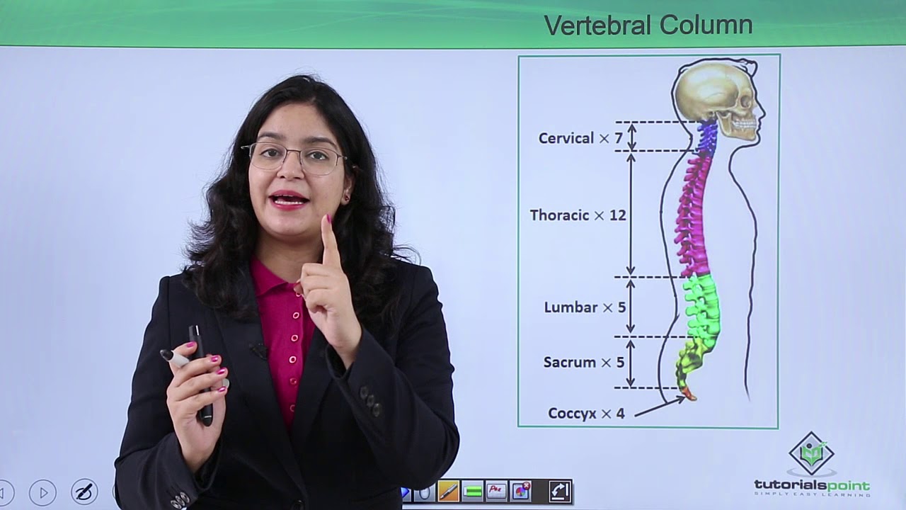 Class10th – Bones of vertebral column | Locomotion and Movement (Hindi) | Tutorials Point