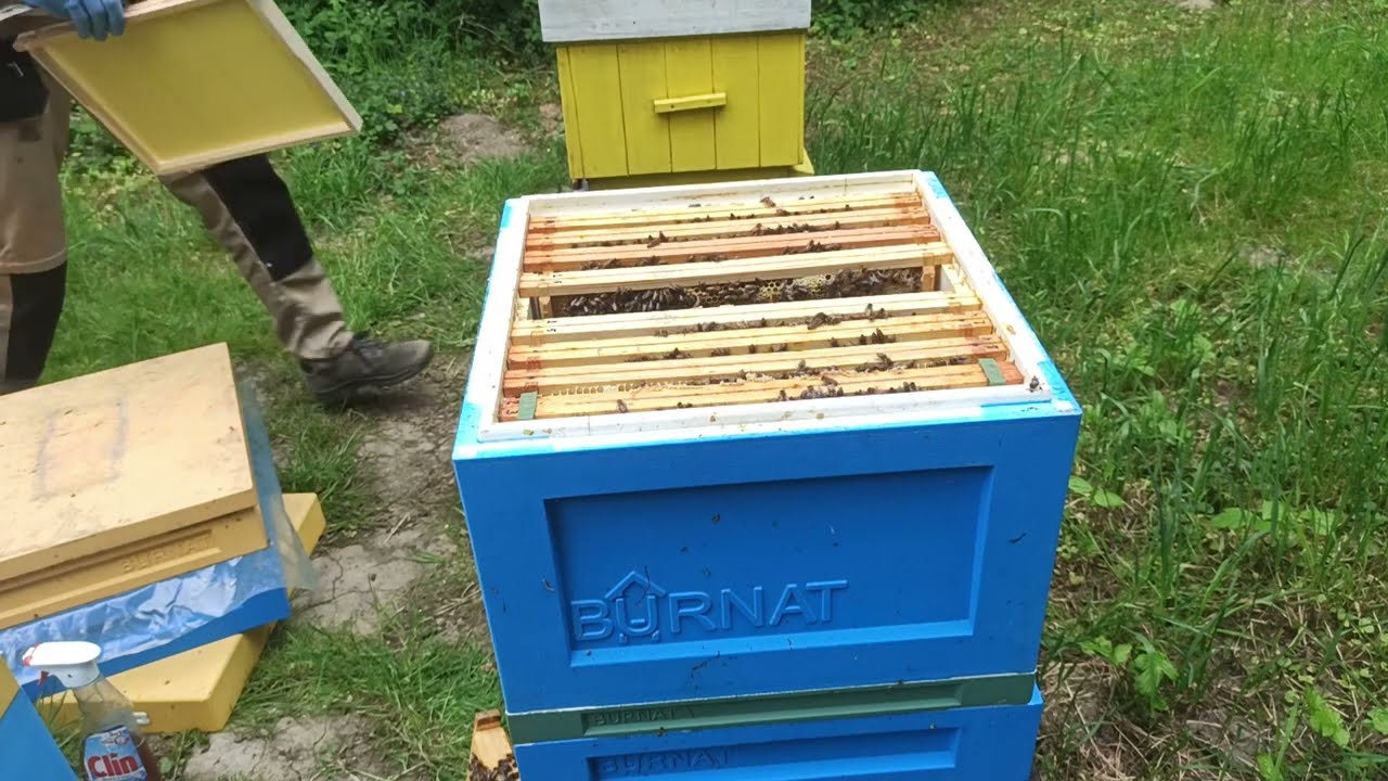 Pasieka stacjonarna, zasilanie odkładów, odkład na tej samej pasiece 9.05.2025 :)