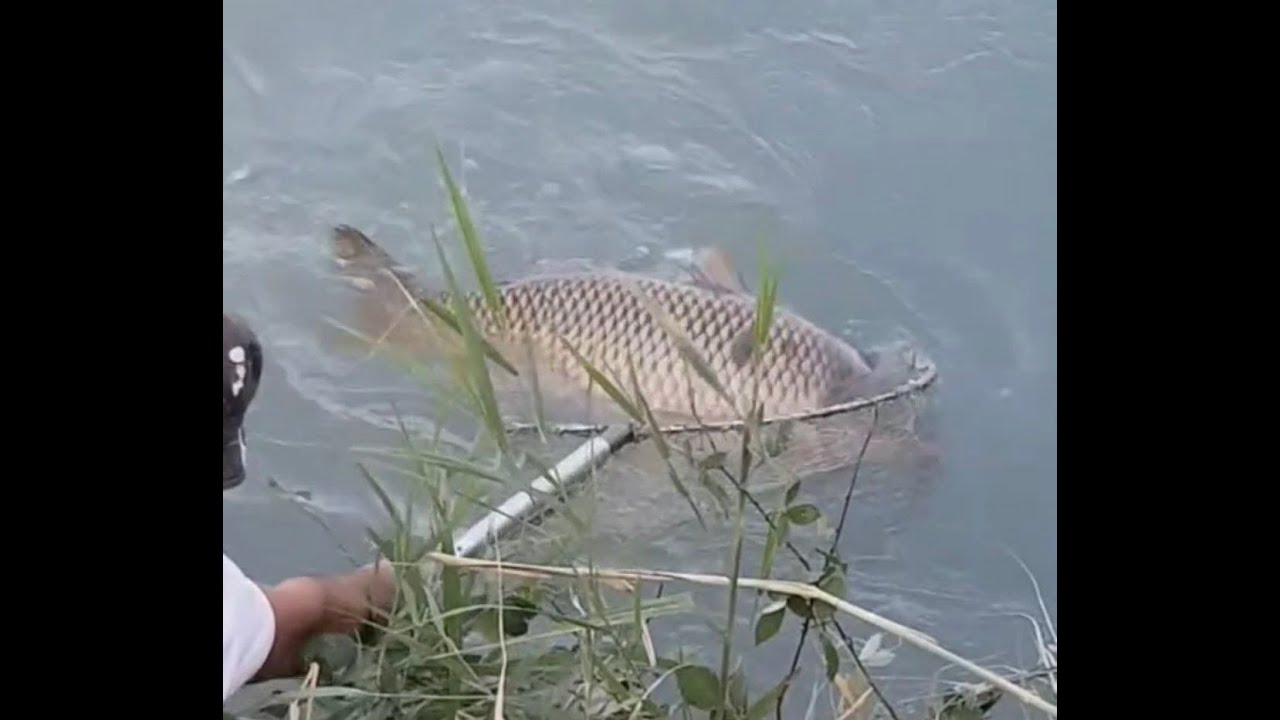 ТАШГРЭС. БУЗСУВ КАНАЛ #рыбалкавузбекистане #bigfish #сазан 12кг #bigcarp #bestfishing