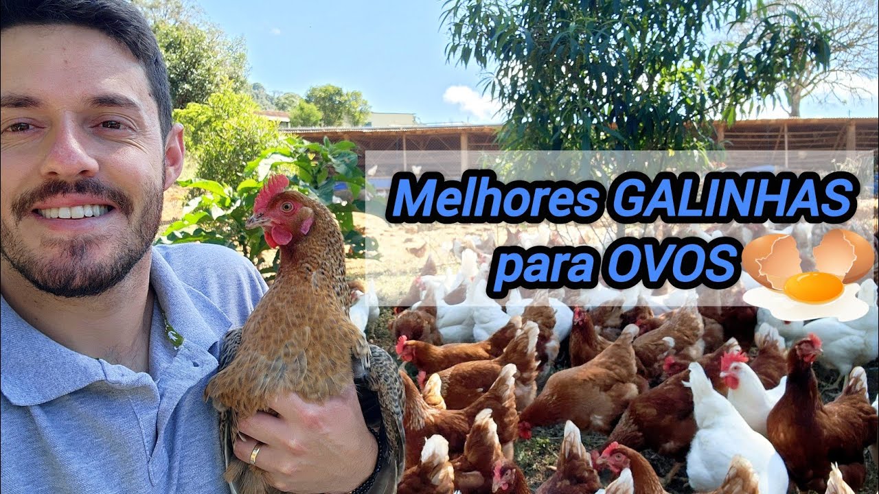 4 Galinhas Incríveis para Produzir Ovos no Sistema Caipira 🐓🐓🐓