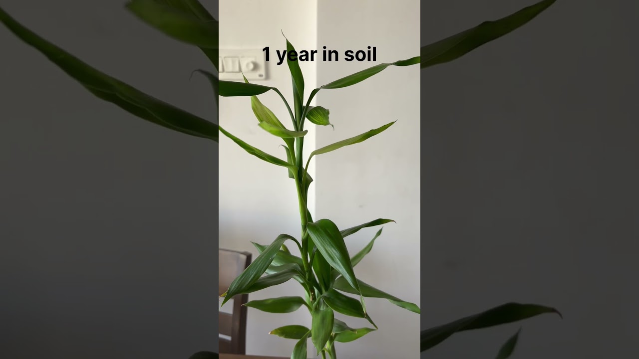 Lucky bamboo plant in water and soil difference| growing bamboo in water and soil #shorts #bamboo