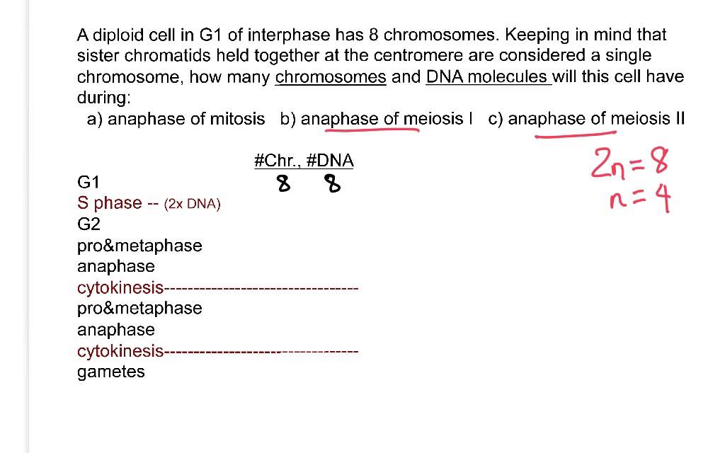Genetics: not a problem.  Mitosis and meiosis.