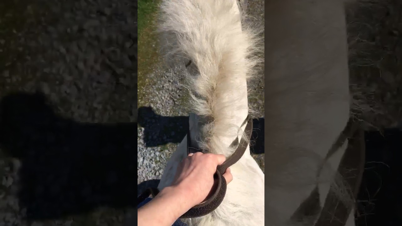 #equestrian