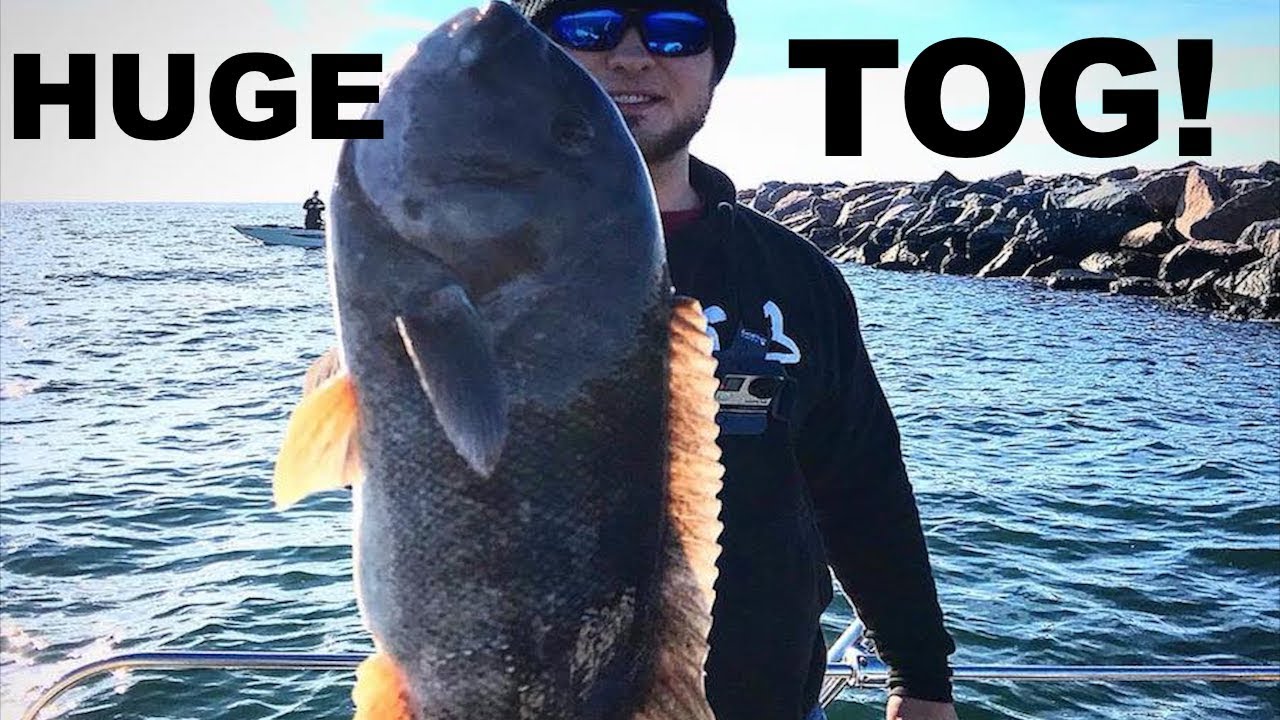 BIG TAUTOG off the Wall!