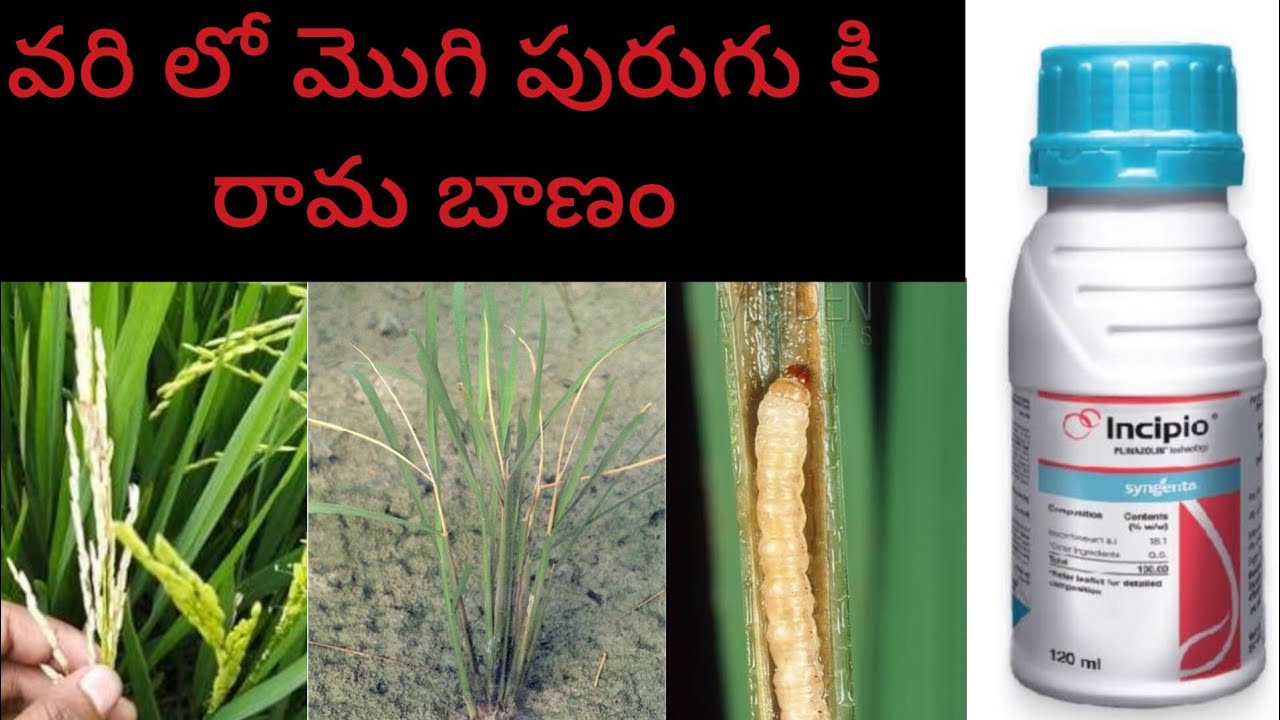 వరి పొలం లో మొవ్వ/మొగి చనిపోతుందా ? వరి లో మొగి పురుగు కి మంచి మందు ; Syngenta incipio in telugu
