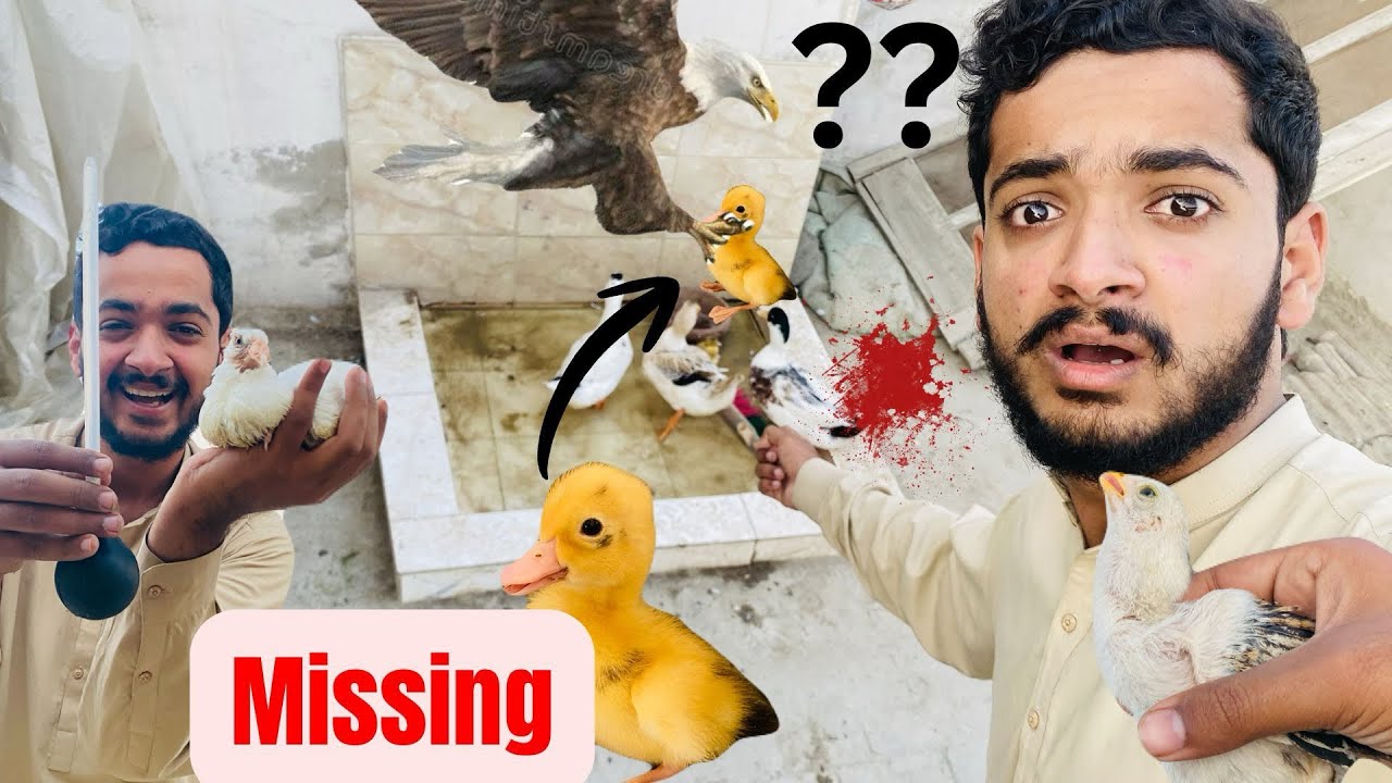 Baby duck ghayab ho gaya😮