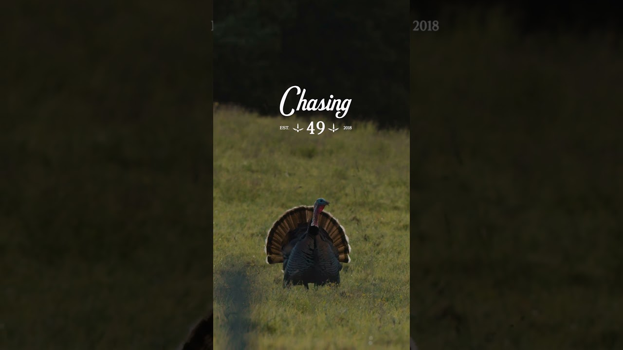 C49 | Pasture Bird |  