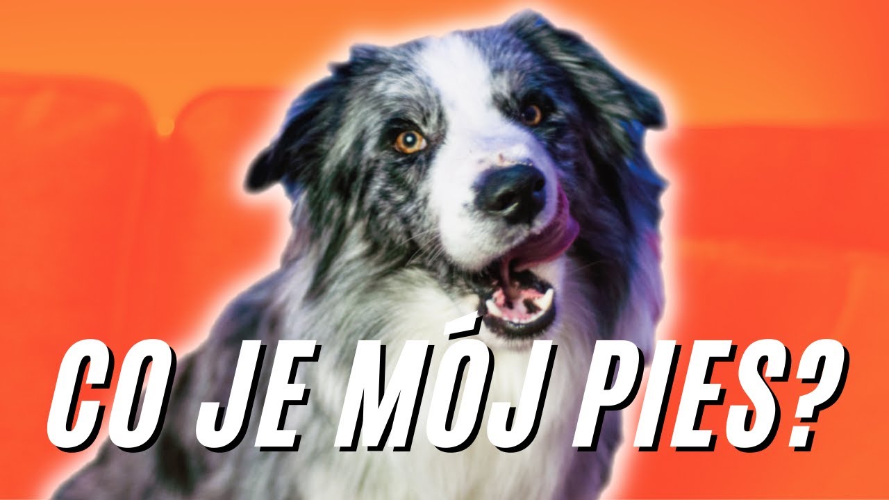 Co je mój Border Collie? Jaka karma dla psa jest najlepsza dla Blue?
